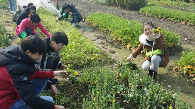 义工在菜园中收获