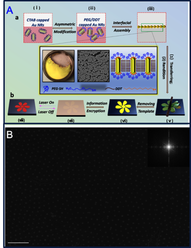 图3高分子不对称性修饰纳米金棒的液液界面自组装（A）；聚苯胺修饰的纳米金粒子自组装成的超晶格单层膜（B）。